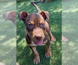 American Staffordshire Terrier-Labrador Retriever Mix Dogs for adoption in El Cajon, CA, USA