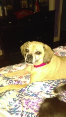 Puggle Dogs for adoption in Tampa, FL, USA