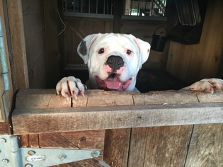 American Bulldog Dogs for adoption in Mooresville, IN, USA