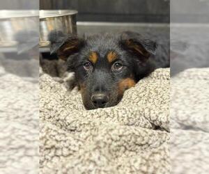 German Shepherd Dog-Unknown Mix Dogs for adoption in Dedham, MA, USA