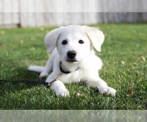 Great Pyrenees Dogs for adoption in Mankato, MN, USA