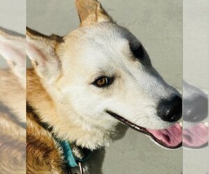 German Shepherd Dog-Unknown Mix Dogs for adoption in Santa Barbara, CA, USA