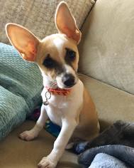 Chihuahua-Unknown Mix Dogs for adoption in Flower Mound, TX, USA
