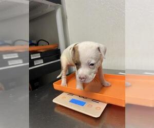 American Pit Bull Terrier Dogs for adoption in Bakersfield, CA, USA