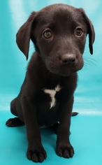Medium Photo #1 Border Collie-Unknown Mix Puppy For Sale in Morton Grove, IL, USA
