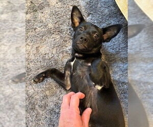 Chihuahua-Unknown Mix Dogs for adoption in Boonton, NJ, USA