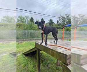 Boxador Dogs for adoption in Louisville, KY, USA