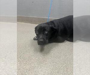 Labrador Retriever-Unknown Mix Dogs for adoption in Las Vegas, NV, USA