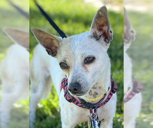 Rat-Cha Dogs for adoption in Albuquerque, NM, USA