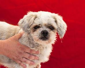 Shih Apso Dogs for adoption in Pasadena, CA, USA
