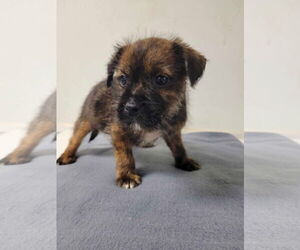 Chihuahua-Unknown Mix Dogs for adoption in New Orleans, LA, USA