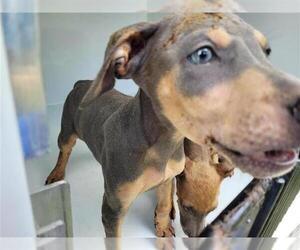 Miniature Pinscher-Unknown Mix Dogs for adoption in Houston, TX, USA