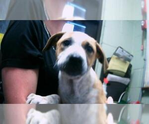 Mutt Dogs for adoption in Tulsa, OK, USA