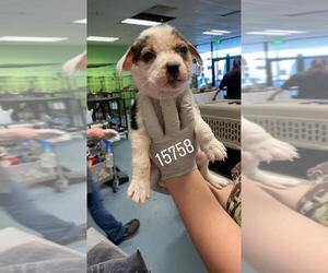 Beagi Dogs for adoption in Chico, CA, USA