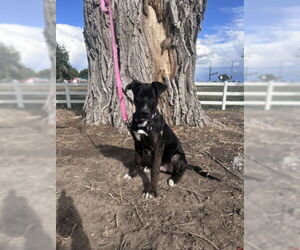 Mastador Dogs for adoption in Fort Collins, CO, USA