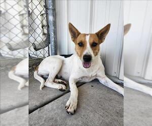 Australian Kelpie-Unknown Mix Dogs for adoption in Conroe, TX, USA