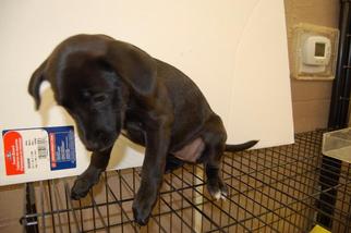 Borador Dogs for adoption in Richmond, IN, USA