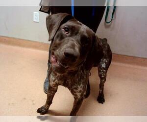 German Shorthaired Pointer-Unknown Mix Dogs for adoption in Martinez, CA, USA