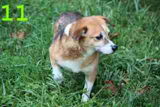 Pembroke Welsh Corgi Dogs for adoption in Westminster, MD, USA