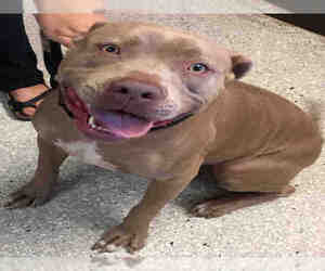 American Staffordshire Terrier Dogs for adoption in Lodi, CA, USA