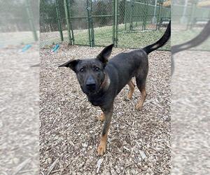 Shepradors Dogs for adoption in Waterford, VA, USA