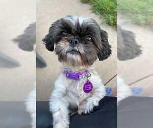 Shih Tzu Dogs for adoption in St. Louis Park, MN, USA