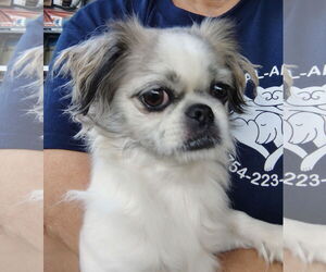Pekingese-Unknown Mix Dogs for adoption in Oakland Park, FL, USA