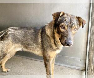 German Shepherd Dog Dogs for adoption in San Bernardino, CA, USA