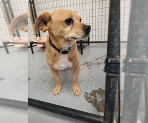 Chihuahua-Unknown Mix Dogs for adoption in Chico, CA, USA