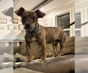 Mutt Dogs for adoption in Mount Pleasant, SC, USA