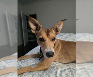 Basenji-Unknown Mix Dogs for adoption in Boston, MA, USA
