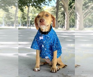 Labrador Retriever-Unknown Mix Dogs for adoption in Gulfport, MI, USA