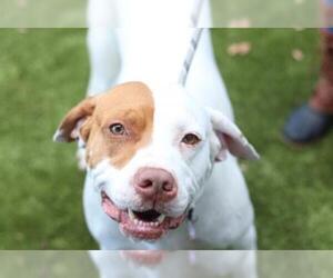 Pointer-Unknown Mix Dogs for adoption in Santa Cruz, CA, USA