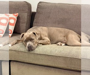American Pit Bull Terrier-Unknown Mix Dogs for adoption in Germantown, OH, USA