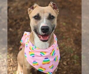 American Staffordshire Terrier-Unknown Mix Dogs for adoption in San Antonio, TX, USA