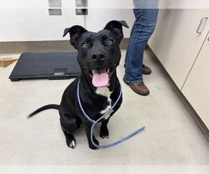 Mutt Dogs for adoption in McKinleyville, CA, USA