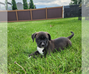 Labrador Retriever-Unknown Mix Dogs for adoption in Fargo, ND, USA