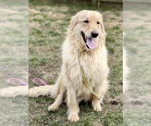 Golden Pyrenees Dogs for adoption in Batavia, OH, USA