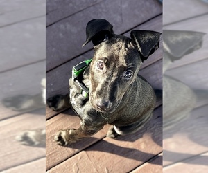 Small American Pit Bull Terrier-Doberman Pinscher Mix