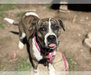 Medium Photo #2 Mutt Puppy For Sale in Tulsa, OK, USA