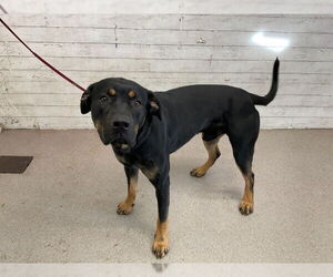 Rottweiler-Unknown Mix Dogs for adoption in San Bernardino, CA, USA