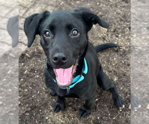 Labrador Retriever-Unknown Mix Dogs for adoption in Farmington, MN, USA