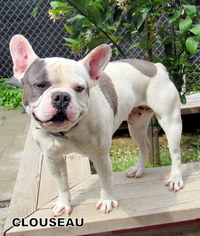 French Bulldog Dogs for adoption in Lindsay, CA, USA