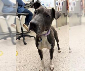 Labrador Retriever-Unknown Mix Dogs for adoption in Brighton, CO, USA