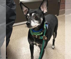 Chihuahua-Unknown Mix Dogs for adoption in Denver, CO, USA