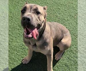 Mutt Dogs for adoption in Rockwall, TX, USA