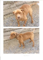 Small American Staffordshire Terrier-Chinese Shar-Pei Mix