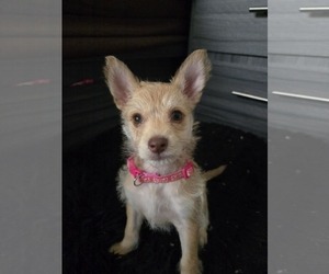 Chihuahua-Unknown Mix Dogs for adoption in Virginia Beach, VA, USA