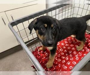 German Shepherd Dog Dogs for adoption in HESPERIA, CA, USA
