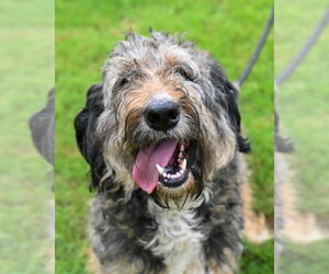 Mutt Dogs for adoption in Glen Allen, VA, USA